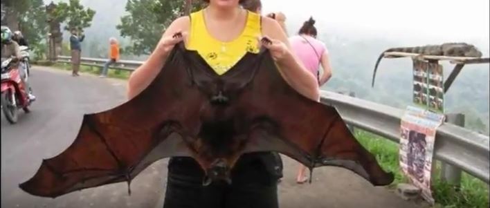 Do Bats Good Pets?