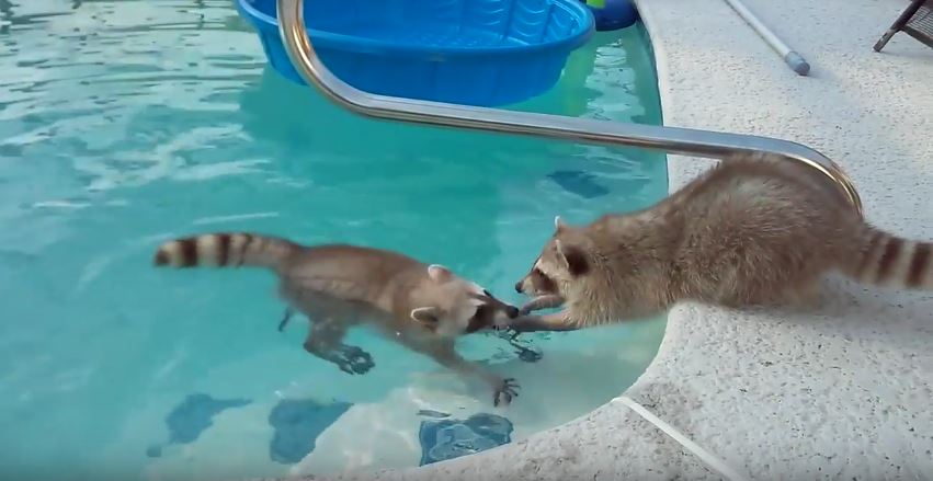 How To Stop Raccoons From Pooping In My Pool