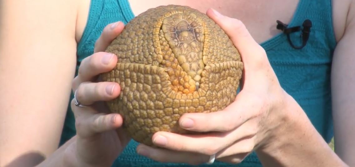 Armadillo Trapping: How To Trap An Armadillo
