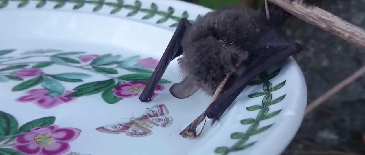 Do bats drink water? How?