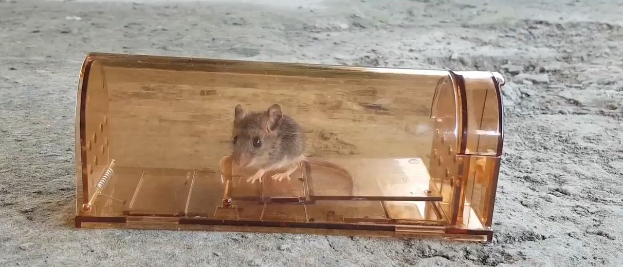 How To Get House Mice Out Of Your Attic